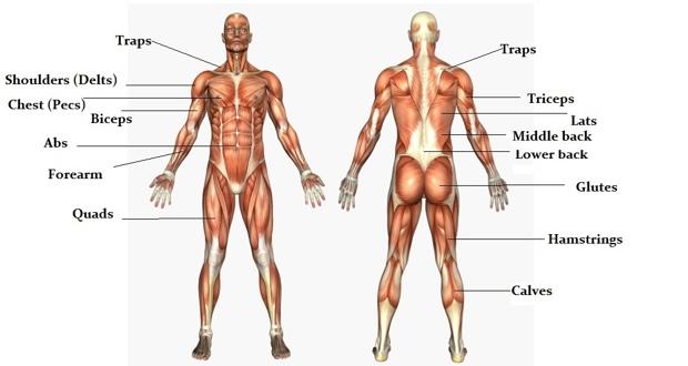 The massive muscle anatomy and body building guide you always wanted! |  TheHealthSite.com